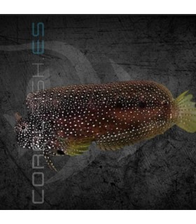 Salarias ramosus M | Blénido de Algas Joya