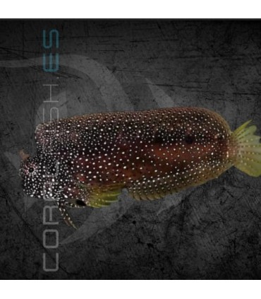 Salarias ramosus M | Blénido de Algas Joya