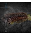 Salarias ramosus M |  Blénido de Algas Joya