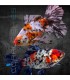 Cometa Shubunkin Bristol 7-9 cm | Carassius auratus