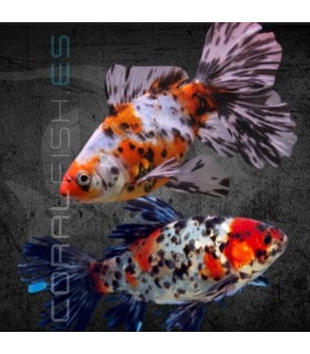 Cometa Shubunkin Bristol 7-9 cm | Carassius auratus