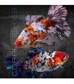 Cometa Shubunkin Bristol 7-9 cm | Carassius auratus