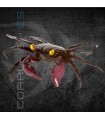 Cangrejo Vampiro Púrpura | Geosesarma sp.