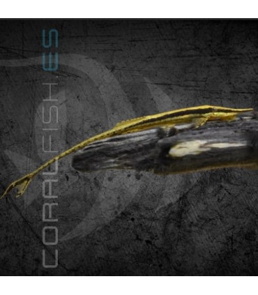 Farlowella acus 6-12 cm | Farlowella acus