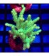 Sinularia flexibilis | Coral Blando