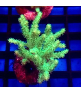 Sinularia flexibilis | Coral Blando