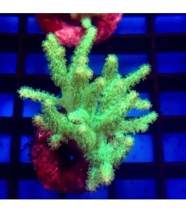 Sinularia flexibilis | Coral Blando