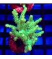 Sinularia flexibilis | Coral Blando