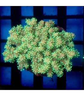 Sinularia Sp. Dedos del Diablo | Esqueje Coral Blando