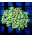 Sinularia Sp. Dedos del Diablo | Esqueje Coral Blando