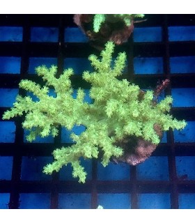 Sinularia sp. | Esqueje Coral Blando