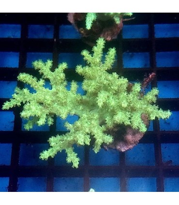 Sinularia sp. | Esqueje Coral Blando