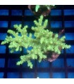 Sinularia sp. |  Esqueje Coral Blando