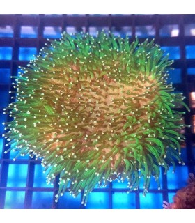 Sarcophyton Spp. Coral Seta | Esqueje Coral Blando