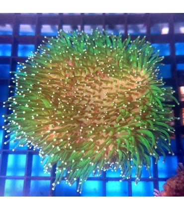 Sarcophyton Spp. Coral Seta | Esqueje Coral Blando