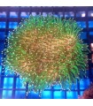 Sarcophyton Spp. Coral Seta | Esqueje Coral Blando