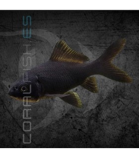 Cometa Negro 4-6cm | Carassius auratus