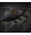 Cometa Negro 4-6 cm | Carassius auratus