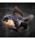 Oranda Panda Grado A 7-8 cm | Carassius auratus