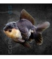 Oranda Panda Grado A 7-8 cm | Carassius auratus