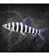 Leporinus de Banda Negra 3-4 cm | Leporinus affinis