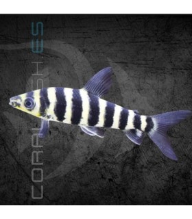 Leporinus de Banda Negra 3-4 cm | Leporinus affinis