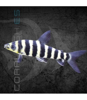 Leporinus de Banda Negra 3-4 cm | Leporinus affinis