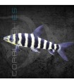 Leporinus de Banda Negra 3-4 cm | Leporinus affinis
