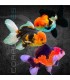 Oranda Tricolor Grado A 7-8 cm | Carassius auratus