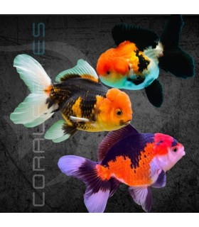 Oranda Tricolor Grado A 7-8 cm | Carassius auratus