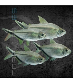 Tetra Fortuna 3-4 cm | Moenkhausia costae