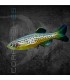 Cebrita Leopardo 2.5-3cm | Brachydanio frankei