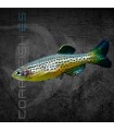 Cebrita Leopardo 2.5-3cm | Brachydanio frankei