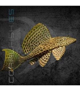 Plecostomus Mariposa 15 cm | Pterygoplichthys gibbiceps