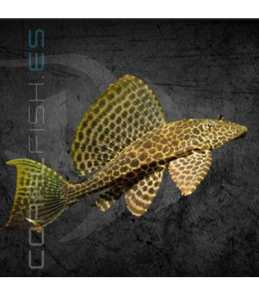 Plecostomus Mariposa 15 cm | Pterygoplichthys gibbiceps