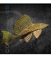 Plecostomus Mariposa 15 cm | Pterygoplichthys gibbiceps