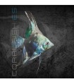 Escalar Smoke 3-4 cm | Pterophyllum scalare