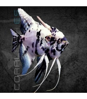 Escalar Panda 5-6 cm | Pterophyllum scalare