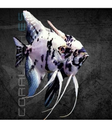 Escalar Panda 5-6 cm | Pterophyllum scalare