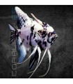 Escalar Panda 5-6 cm | Pterophyllum scalare