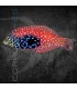 Macropharyngodon bipartitus M | Pez Lábrido Limpiador