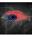 Macropharyngodon bipartitus M | Pez Lábrido Limpiador
