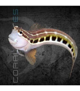 Ecsenius lineatus M | Blenio de Puntos y Rayas