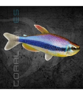 Tetra Emperador Azul 2.5-3.5 cm | Impaichthys kerri