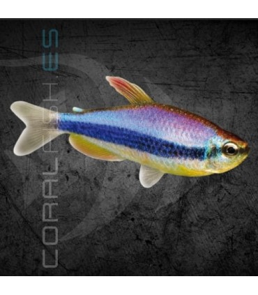 Tetra Emperador Azul 2.5-3.5 cm | Impaichthys kerri