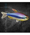 Tetra Emperador Azul 2.5-3.5 cm | Impaichthys kerri