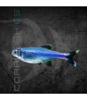 Tetra Azul Rey 2.5-3.5 cm | Boehlkea fredcochui