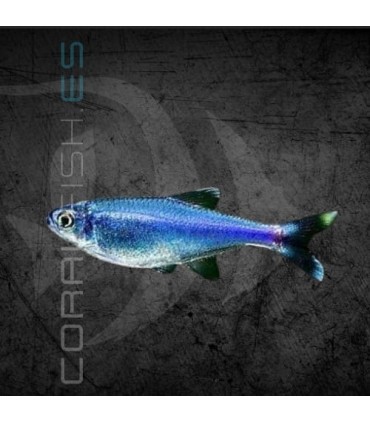 Tetra Azul Rey 2.5-3.5 cm | Boehlkea fredcochui