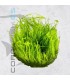 Taxiphyllum sp. flame | Flame Moss | Tarrina 80cc