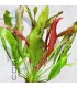 Echinodorus Red Devil | Maceta de 5 cm